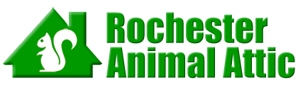 Rochester Animal Attic